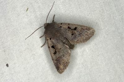 <i>Orthosia gothica</i>