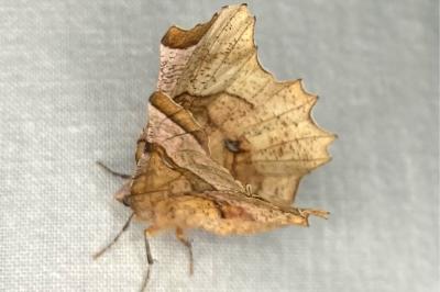 <i>Selenia lunularia</i>