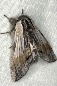 <i>Harpyia milhauseri</i>