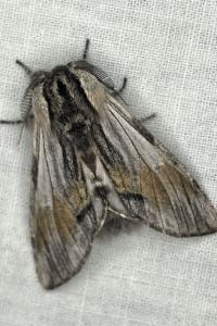 <i>Harpyia milhauseri</i>