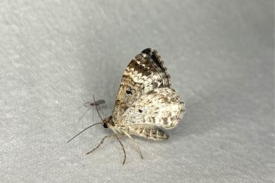 <i>Epirrhoe alternata</i>