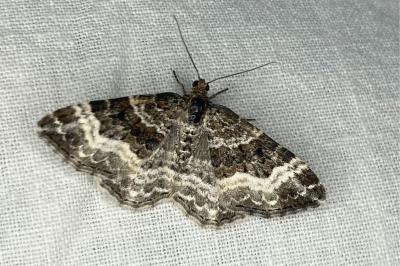 <i>Epirrhoe alternata</i>