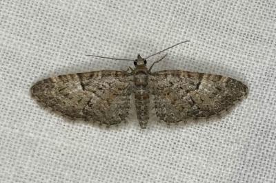 <i>Eupithecia abbreviata</i>