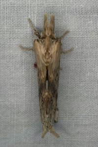 <i>Pterostoma palpina</i>