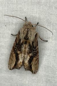 <i>Egira conspicillaris</i>