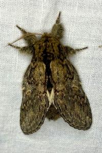 <i>Peridea anceps</i>