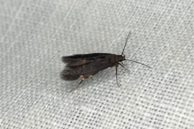 <i>Aproaerema</i>