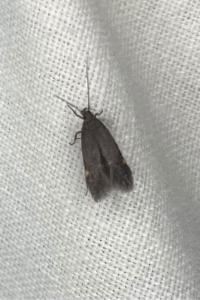 <i>Aproaerema</i>