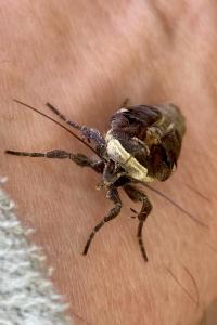 <i>Xestia c-nigrum</i>