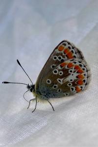 <i>Aricia agestis</i>