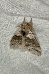 <i>Calliteara pudibunda</i>