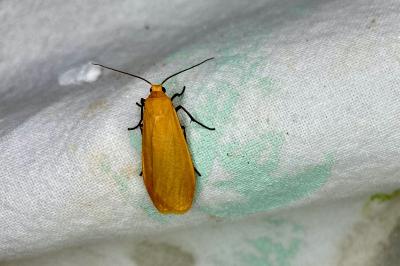 <i>Wittia sororcula</i>
