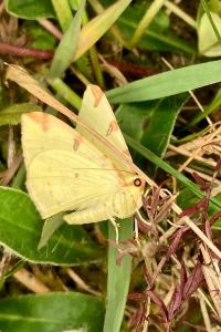 <i>Opisthograptis luteolata</i>