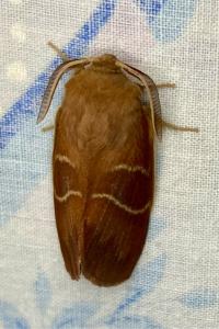 <i>Macrothylacia rubi</i>