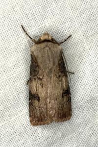 <i>Agrotis puta</i>