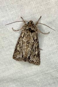 <i>Xylocampa areola</i>