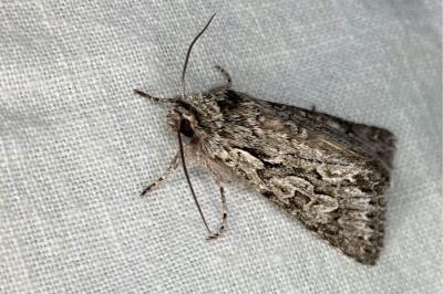 <i>Xylocampa areola</i>