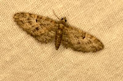 <i>Eupithecia abbreviata</i>