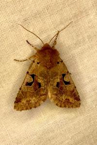 <i>Orthosia gothica</i>