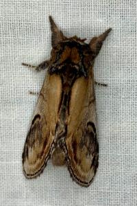 <i>Notodonta ziczac</i>