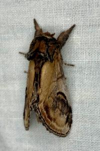 <i>Notodonta ziczac</i>