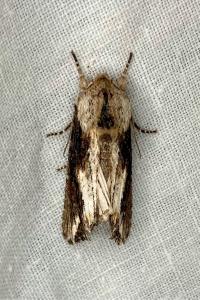 <i>Egira conspicillaris</i>