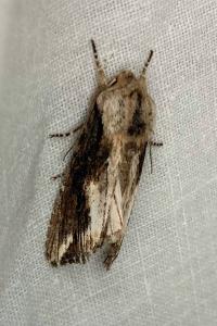 <i>Egira conspicillaris</i>