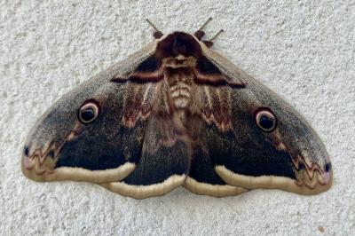 <i>Saturnia pyri</i>