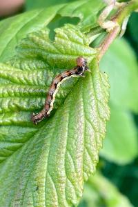 <i>Erannis defoliaria</i>