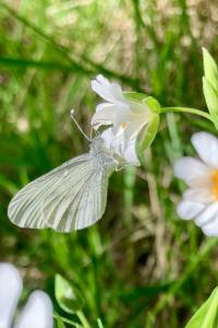 <i>Leptidea sinapis</i>