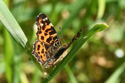 <i>Araschnia levana</i>