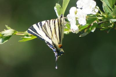 <i>Iphiclides podalirius</i>
