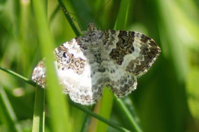 <i>Epirrhoe alternata</i>