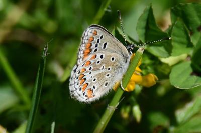 <i>Aricia agestis</i>