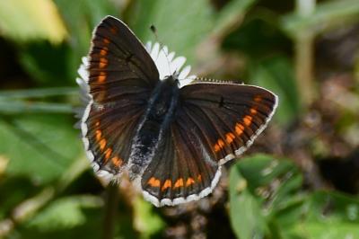 <i>Aricia agestis</i>