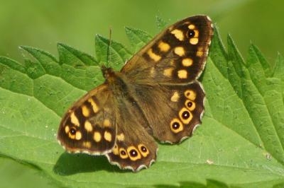 <i>Pararge aegeria</i>