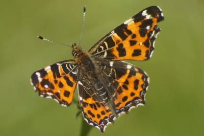 <i>Araschnia levana</i>