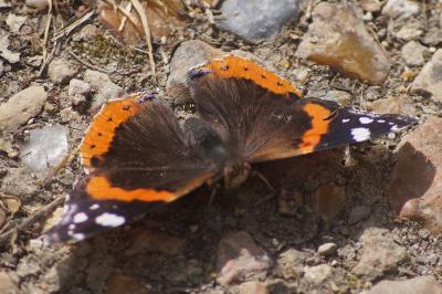 <i>Vanessa atalanta</i>