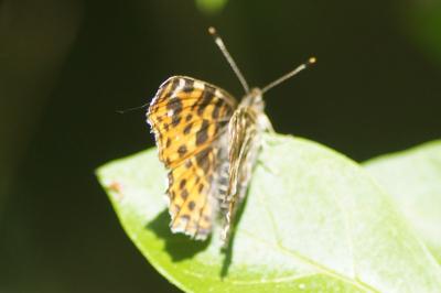 <i>Araschnia levana</i>