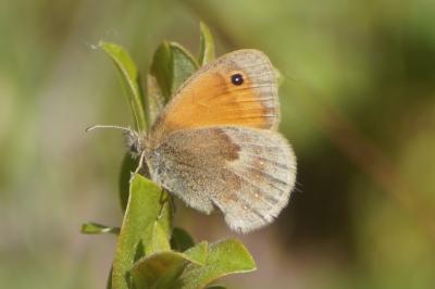 Coenonympha pamphilus