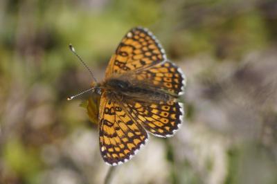 <i>Melitaea cinxia</i>