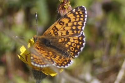 <i>Melitaea cinxia</i>