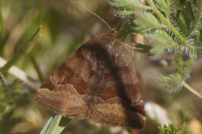 <i>Euclidia glyphica</i>