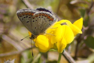<i>Aricia agestis</i>