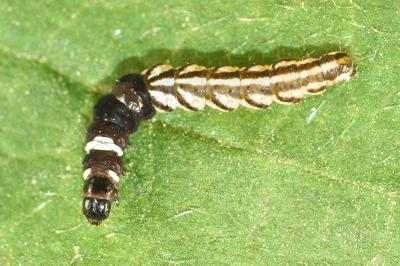 <i>Helcystogramma</i>