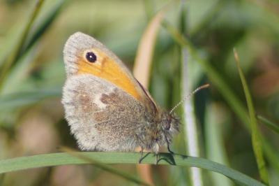 <i>Coenonympha pamphilus</i>