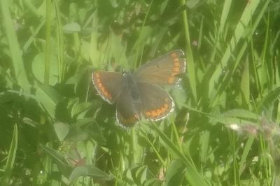 <i>Aricia agestis</i>