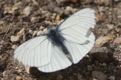 <i>Pieris napi</i>