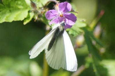 <i>Pieris napi</i>