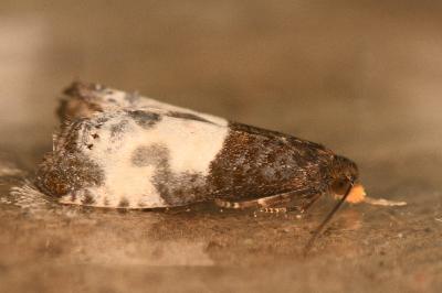 <i>Notocelia cynosbatella</i>